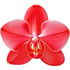 Red orchid